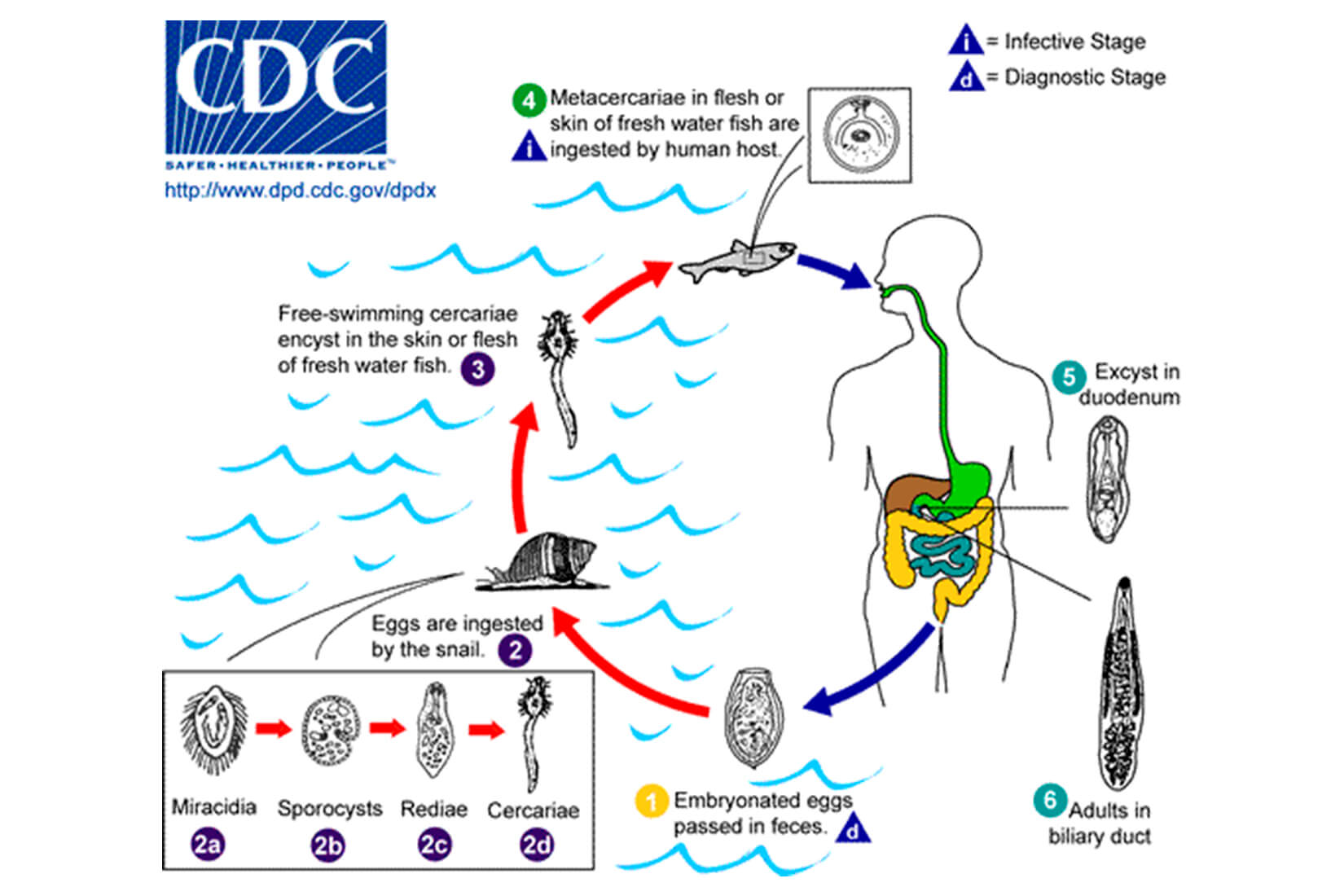 VA Launches Study to Address Liver Fluke/Bile Duct Cancer Concerns