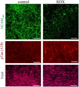 NCAM isoforms exhibit distinct blast‐induced effects. (A) Three NCAM isoforms were assessed in cultured hippocampal slices that were exposed to consecutive RDX detonations and compared to control explants treated identically without blasts (con). The immunoblots were also analyzed with longer chemiluminescent exposure times, revealing NCAM breakdown products (NBDPs, red boxes). (B) The NCAM isoforms were selectively labeled by anti‐NCAM antibody as there was no detectable labeling of 120‐, 140‐, or 180‐kDa proteins in the blot strip incubated with non‐selective IgG during the immunoblotting protocol. (C) NCAM immunoreactivity measures (n = 7) were compared to their respective levels in control explants (mean percent change ± SEM), and the blast‐induce effects were determined to be significantly different among the isoforms (Kruskal‐Wallis test: p < 0.001)