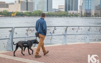 How Do Service Dogs Help PTSD Symptoms in Veterans?